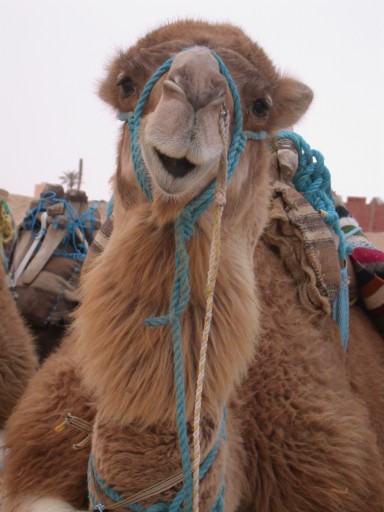 tunisia