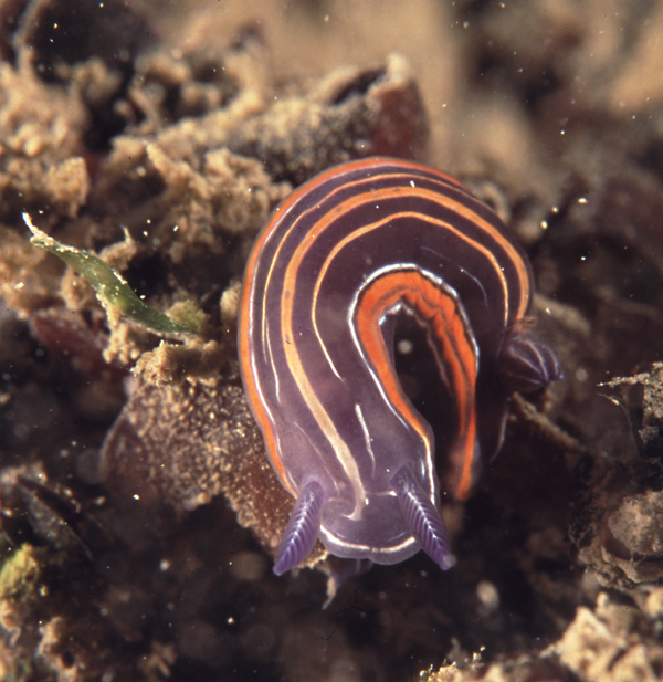 Ypselodoris villafranca
