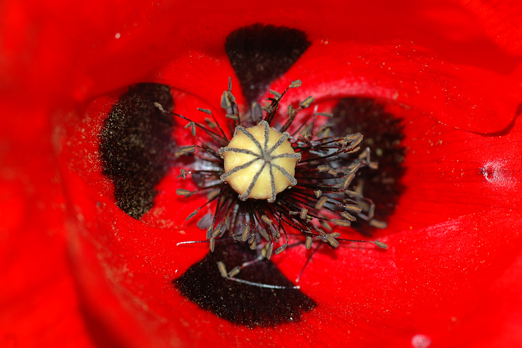 papavero