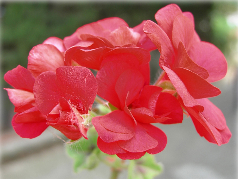 fiore1macro