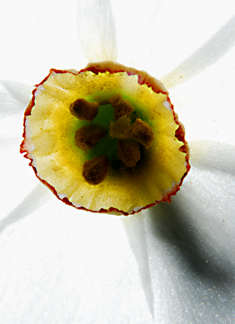 Narciso, corolla2