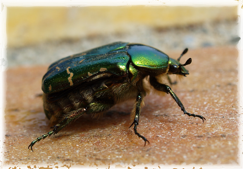 Moscondoro