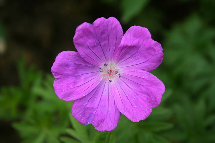 macro fiore 1/3