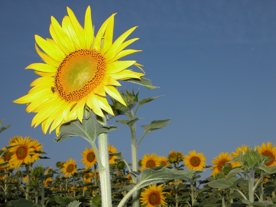 Girasoli