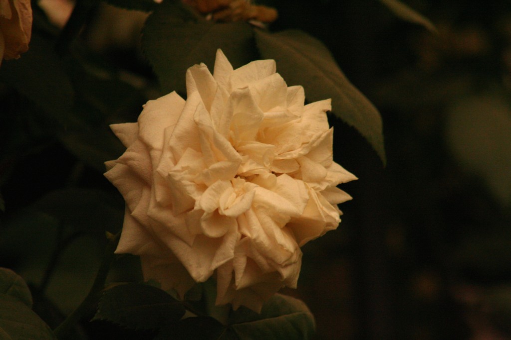 white star