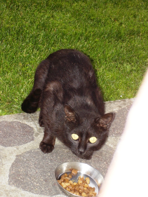 Ivo3