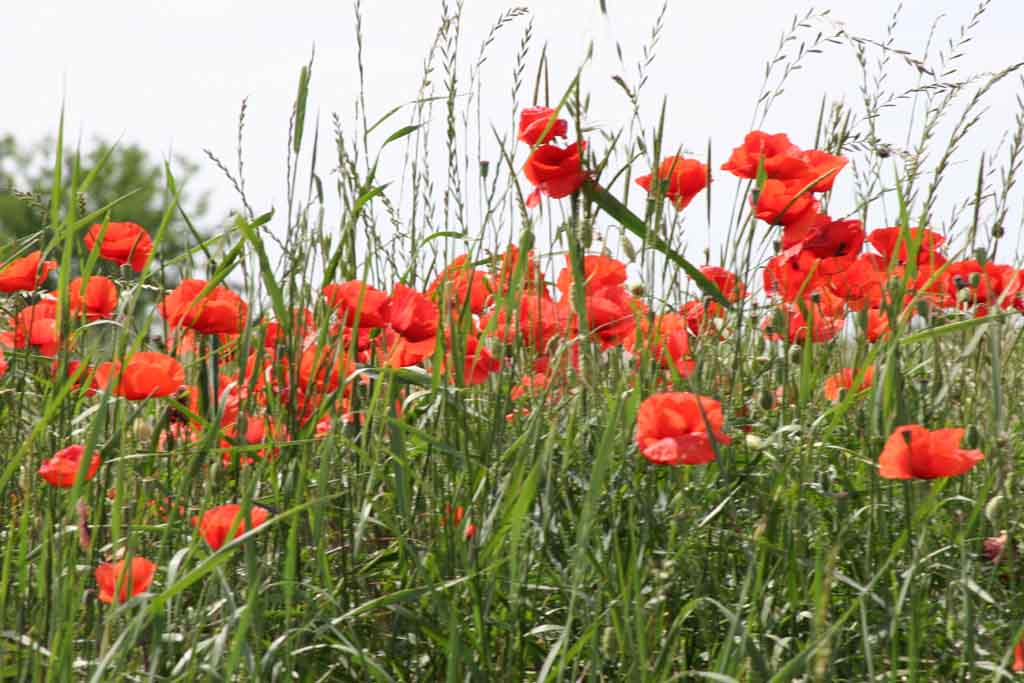  arrivata la primavera??