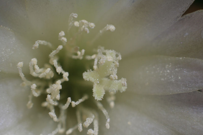 Fiore di cactus