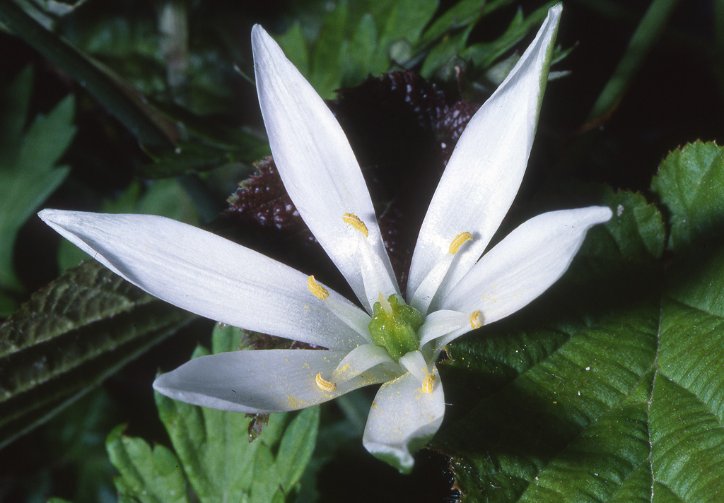 Fiore bianco
