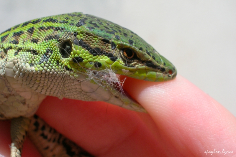 Predatori e prede 2