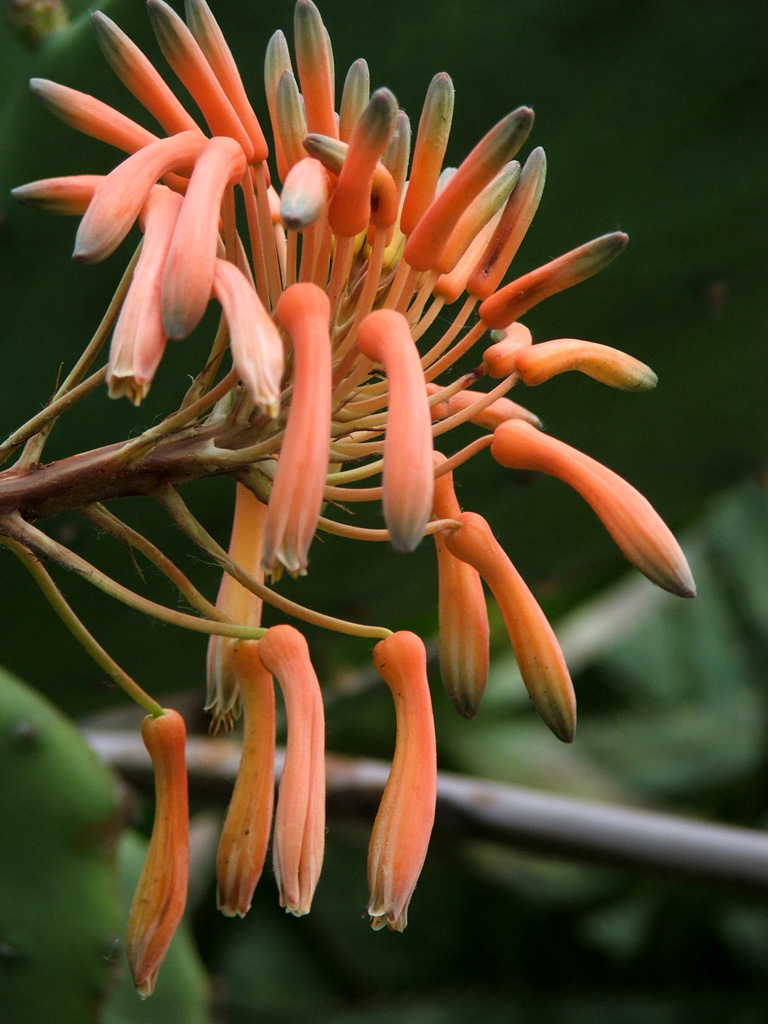 fiore strano