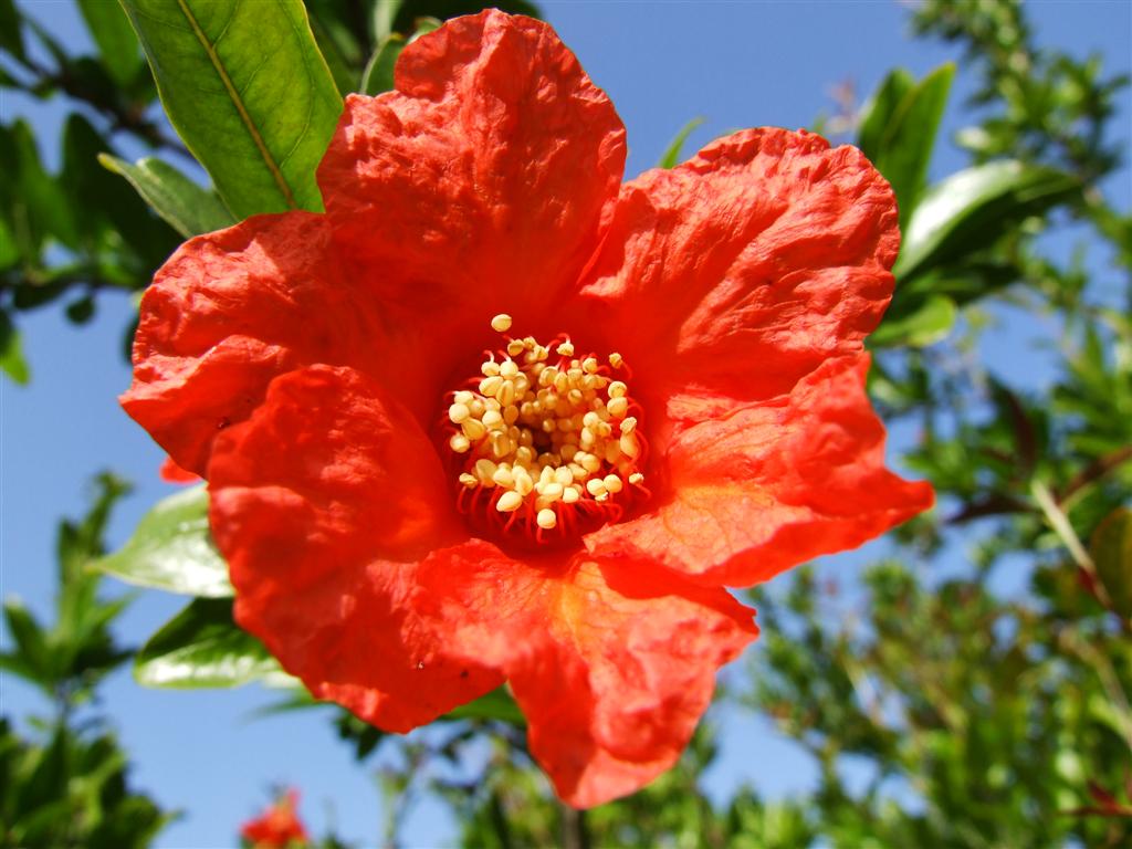 fiore