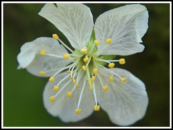 fiore macro