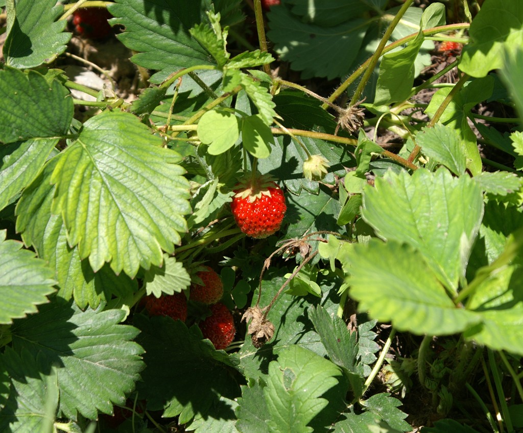 fragoline