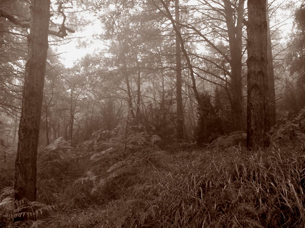Inverno nel bosco