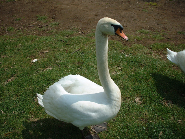 Cigno