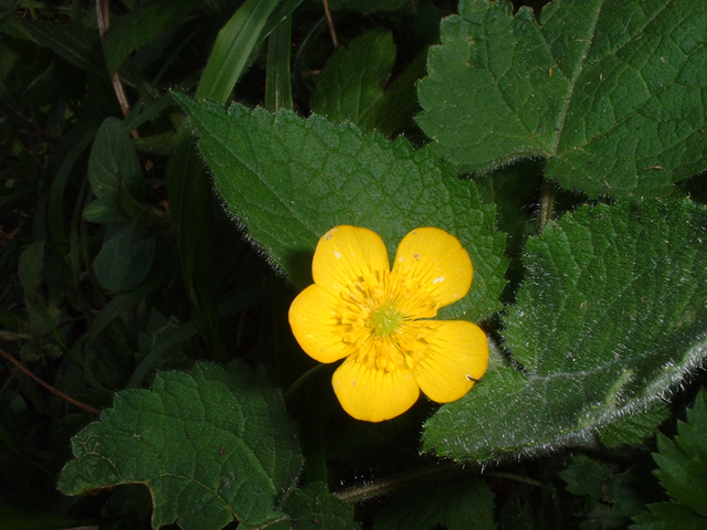 Monticchio_fiore