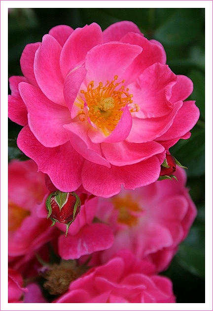 fiore
