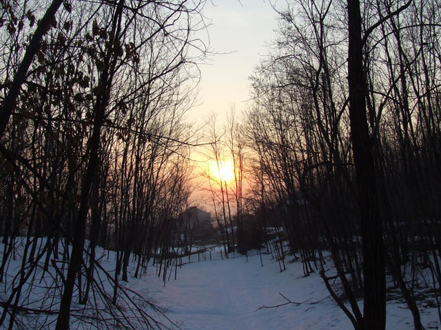 bosco innevato