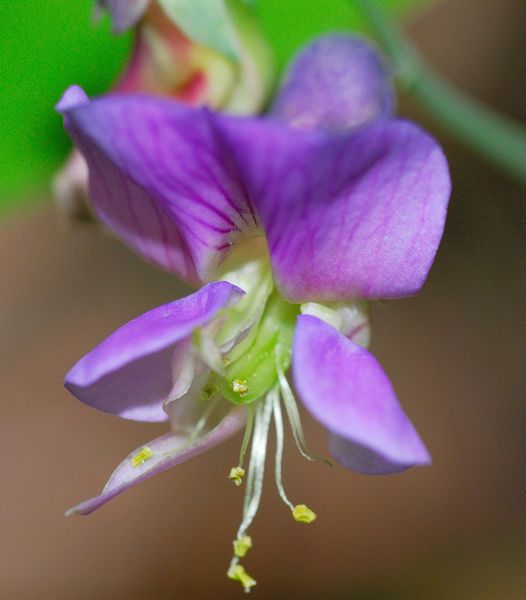 Assomiglia ad una violetta ma nn lo !!