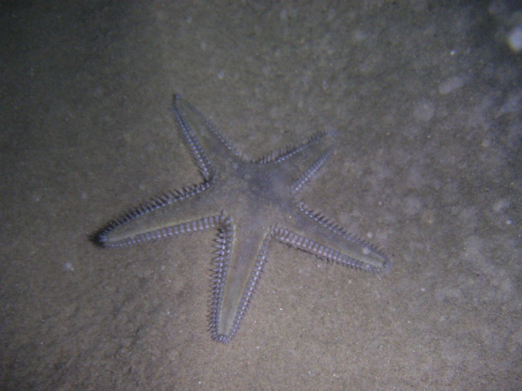 stella marina