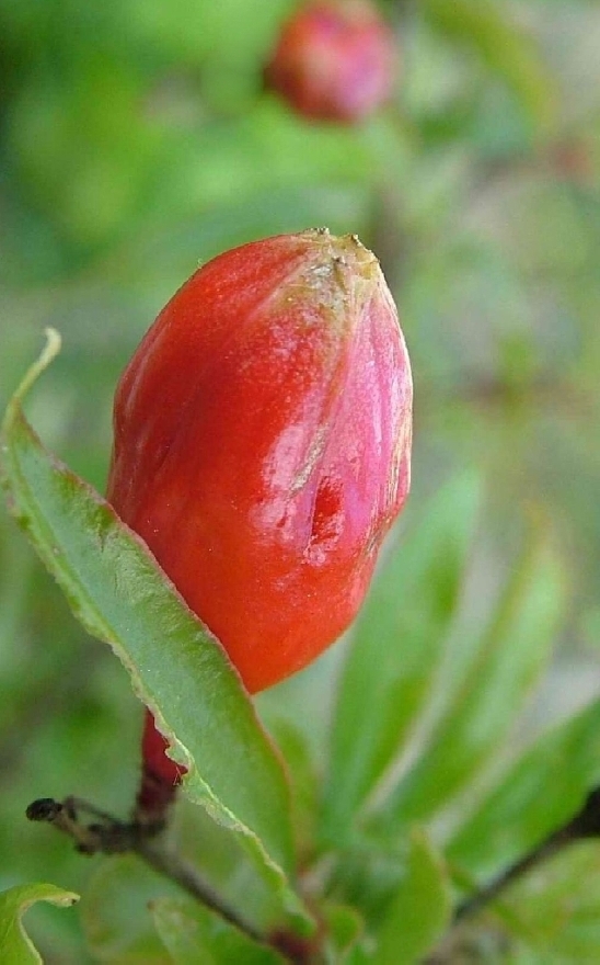 macro