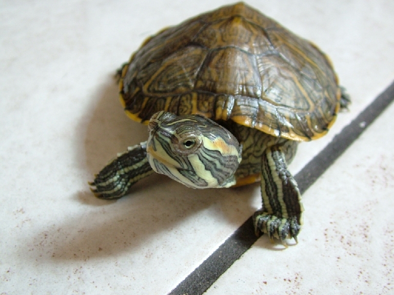 tartaruga