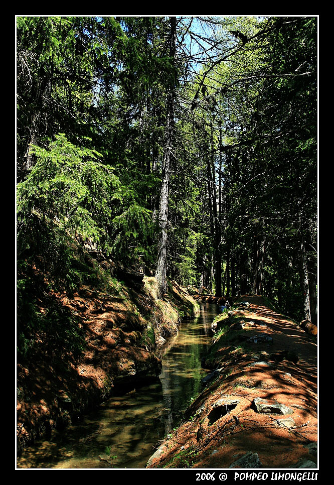 Sentiero nel Bosco
