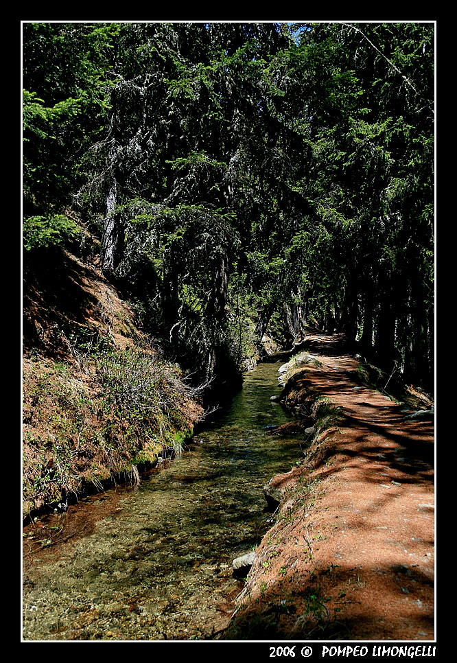 Sentiero nel Bosco (2)