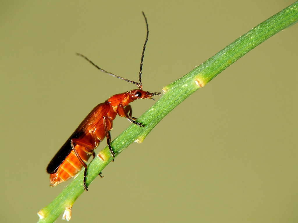 Oedemera