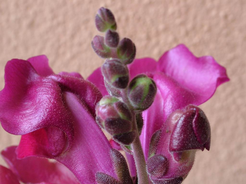 macrofiore
