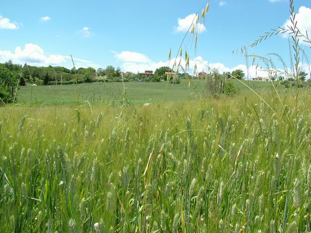 grano