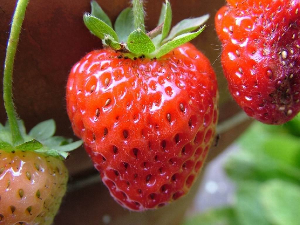 fragola