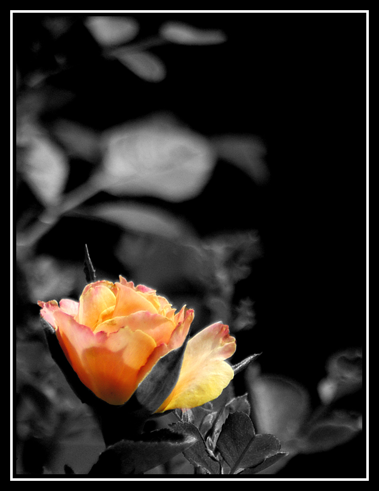 Fiore desaturato