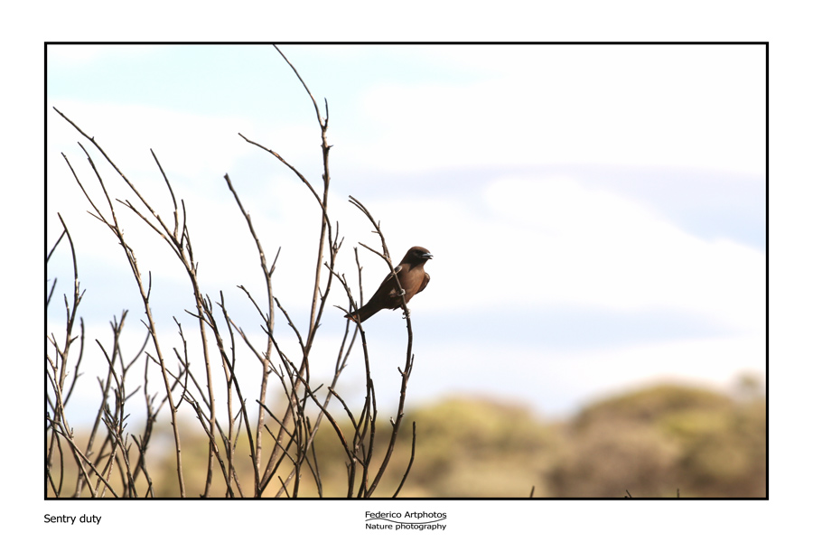 Sentinella