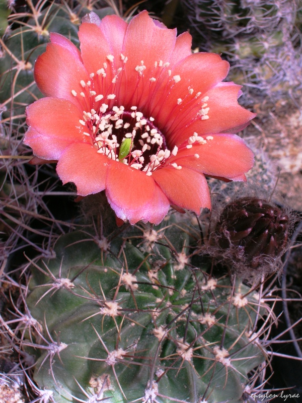 Lobivia col fiore