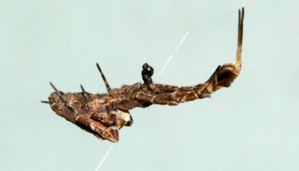 spider