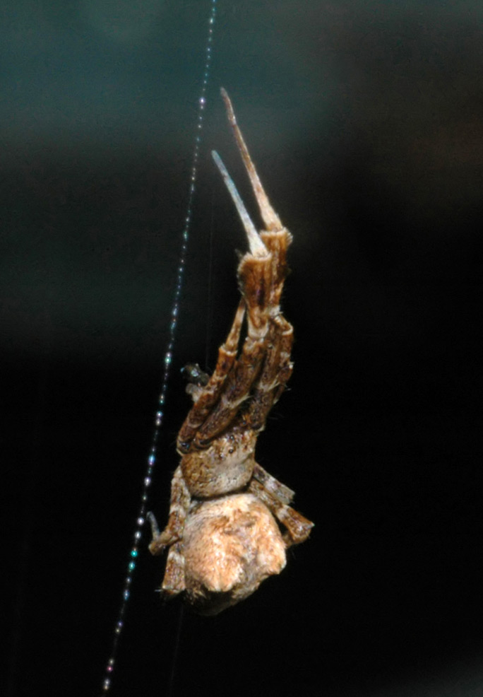 spider2flash