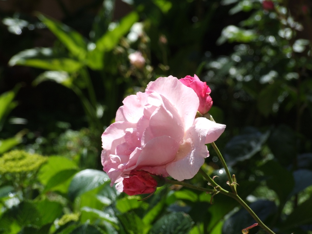 rosa