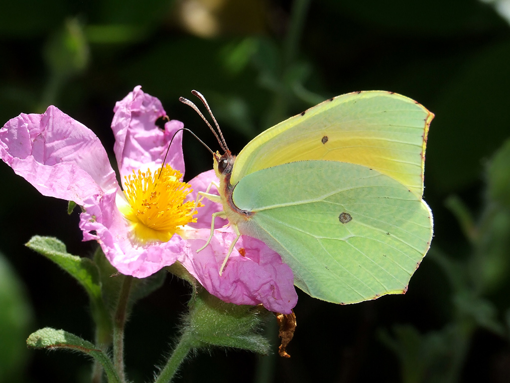 farfalla