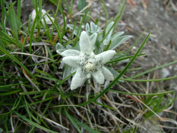 stella alpina