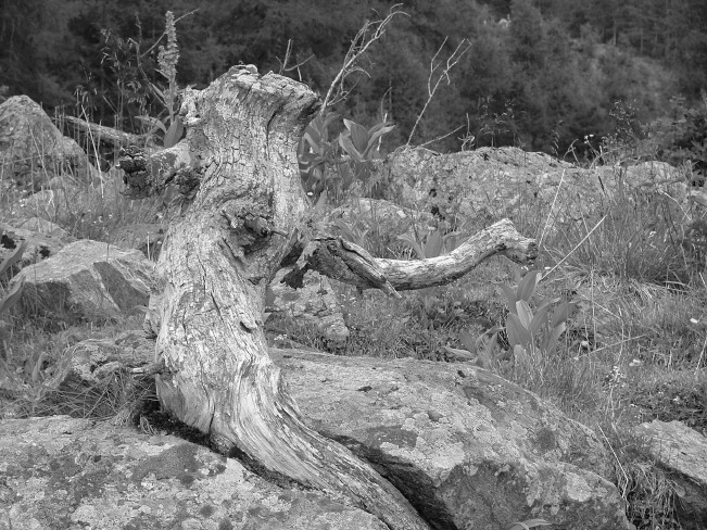 albero b/n
