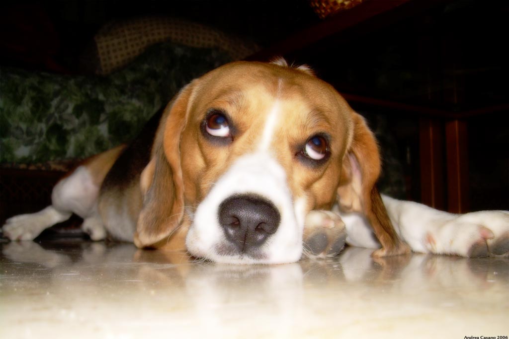 Il mio cane...