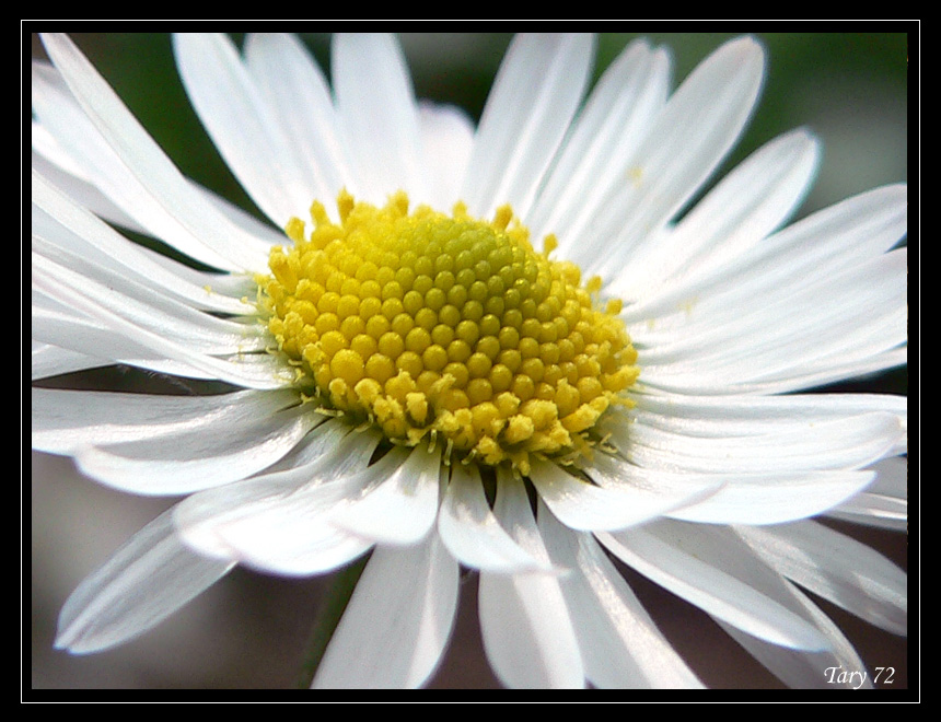 Daisy