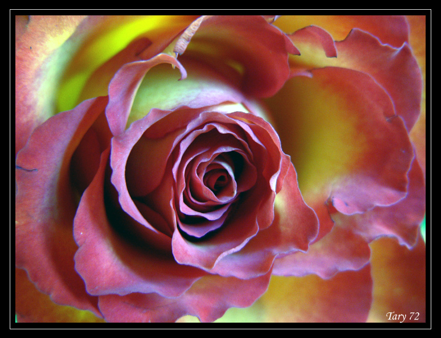 Rosa