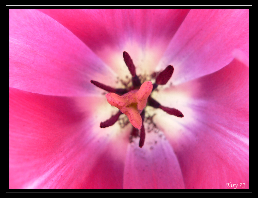 Tulipano