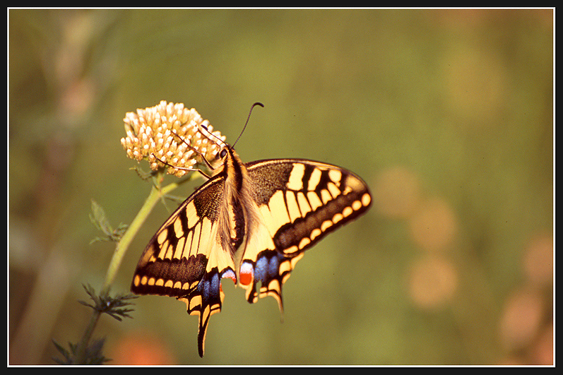 papilio_1