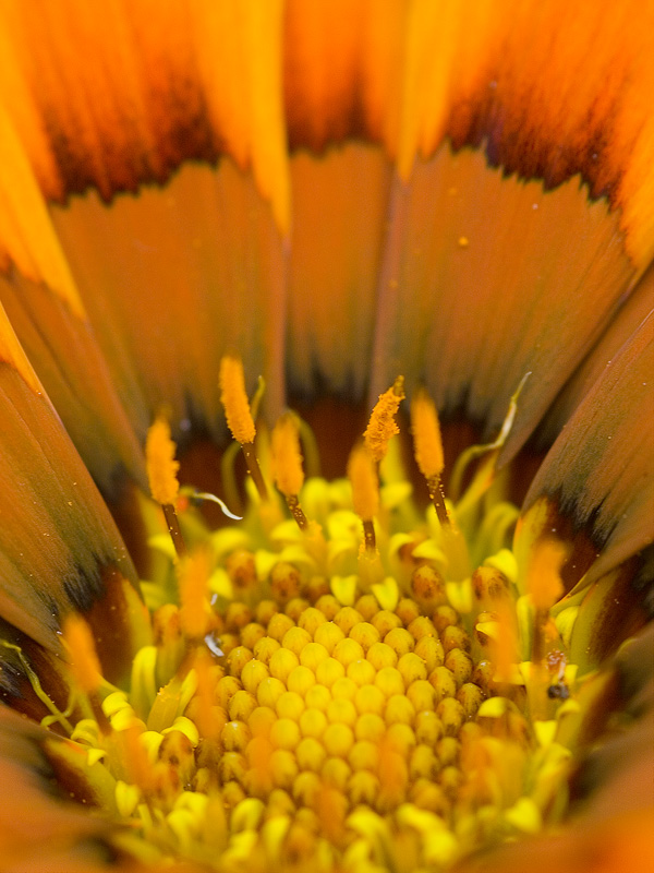 Sole vegetale
