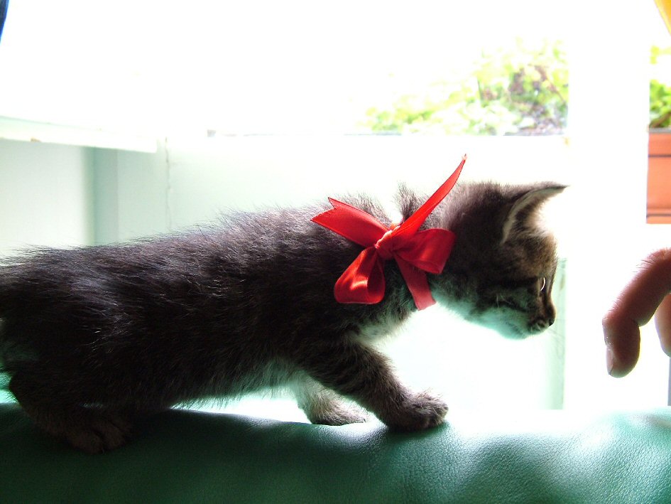 gattino con fiocco rosso