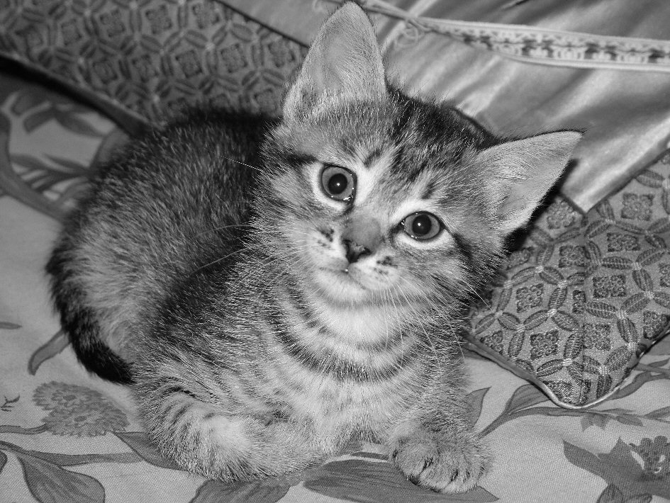 guardo il mondo in bianco e nero!